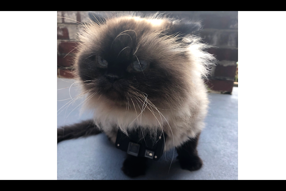 A fluffy cat wearing a cat-cam for The Cat Camera Project led by researchers at the University of Guelph. Supplied photo