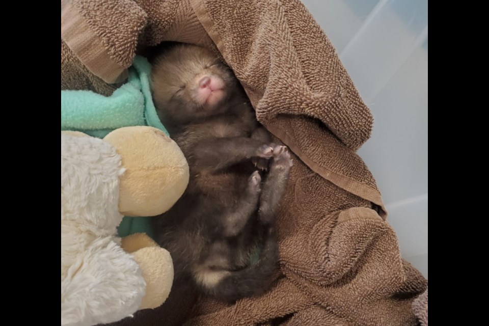 Baby fox rescued by Guelph Humane Society.