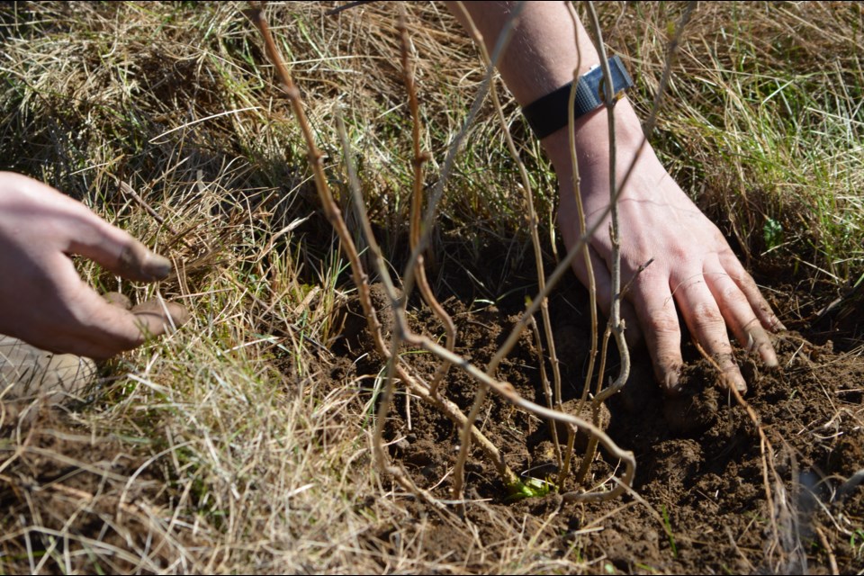 For diversity in nature, shrubs and sugar maples were being planted at Kortright Hills Community Park Friday as part of the Rotary Trees For Guelph Earth Day event.