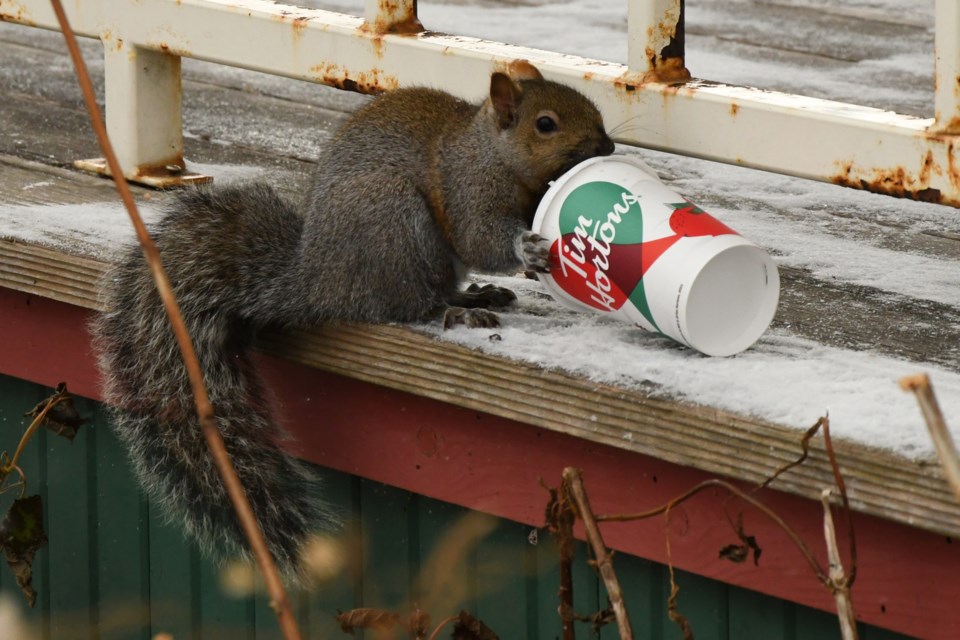 A squirrel checks out an abandoned coffee cup at Royal City Park.