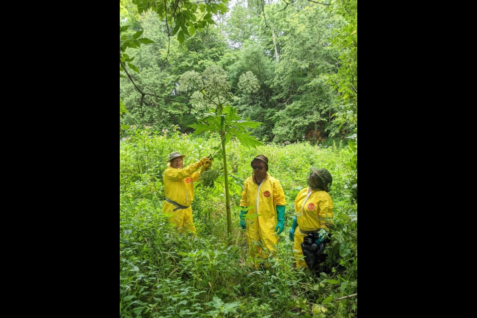 John Kemp created the giant hogweed Mitigation Project, a volunteer run group dedicated to the removal of giant hogweed in the region.