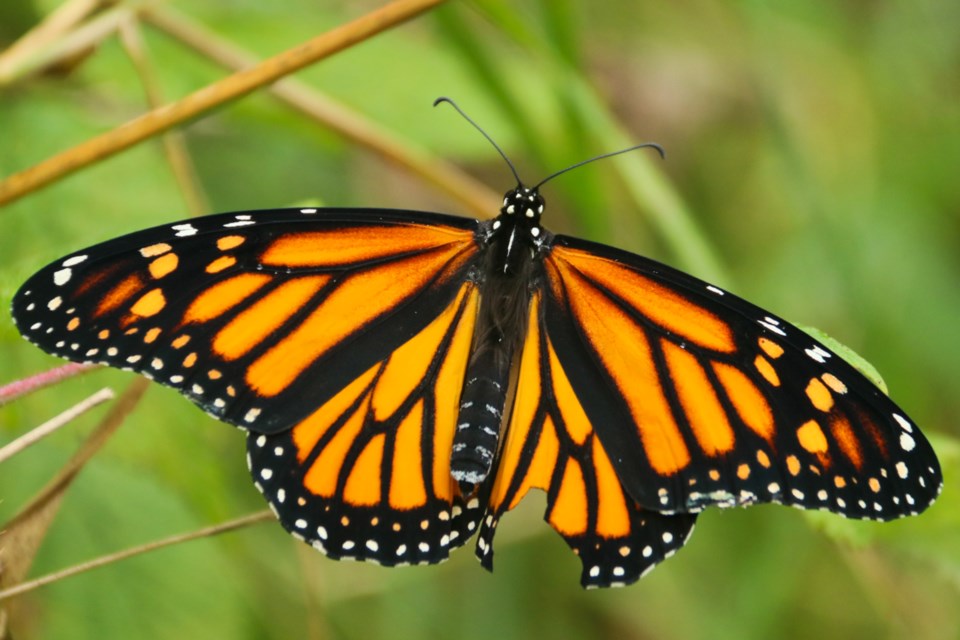 A monarch butterfly spotted on the Guelph Radial Line Trail. 