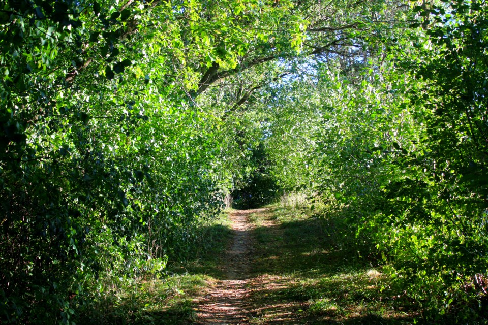 Some sights of the Hanlon Creek Trail between Stone Road and Kortright.