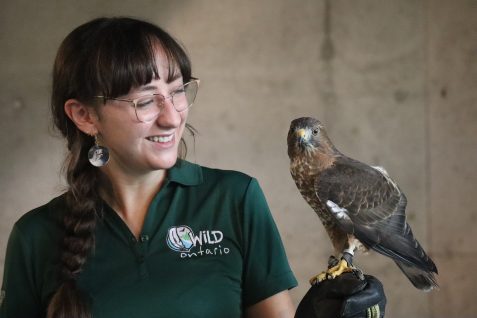 Moose is a broad-winged hawk and was presented by Wild Ontario at Guelph Bird Day on Saturday.