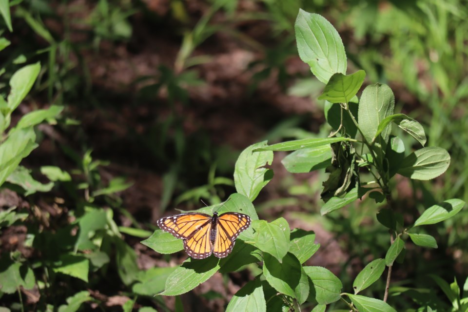 A monarch butterfly in the Preservation Park Loop Trail.