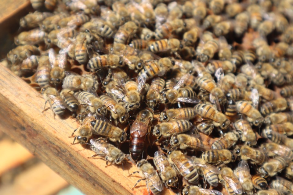 The queen bee is on the edge of the frame surrounded by the other bees. It's larger than the rest since it's diet consists of nutrient dense royal jelly.