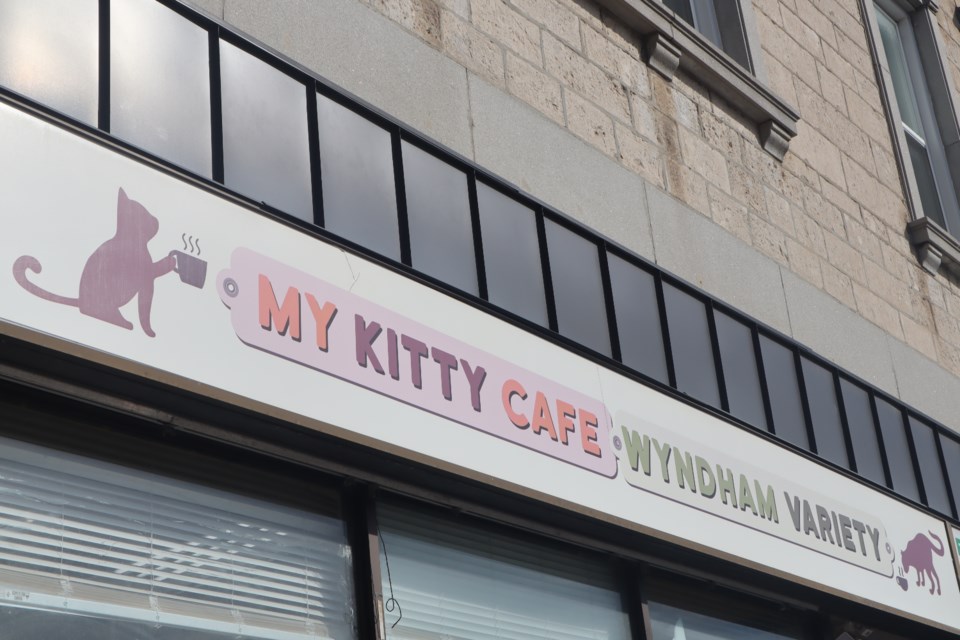 My Kitty Cafe and Wyndham Variety at 117 Wydnham St.