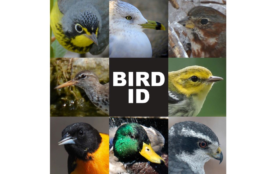 20241031-bird-id