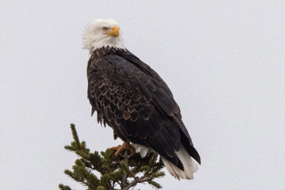 20250102guelphchristmasbirdcountsb1