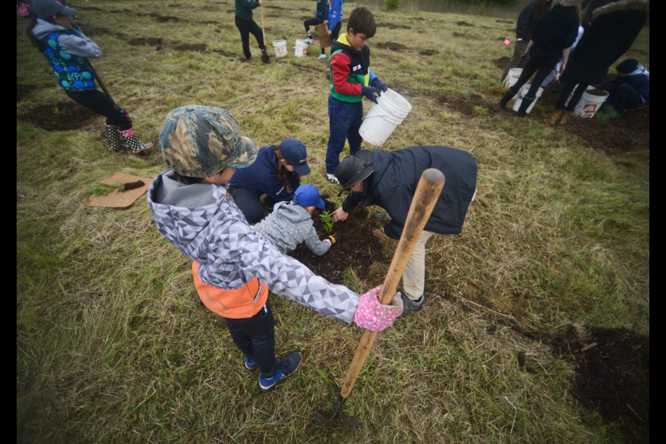 Students worked in groups to plant 1,500 trees on city-owned land near Arkell on Friday. Tony Saxon/GuelphToday