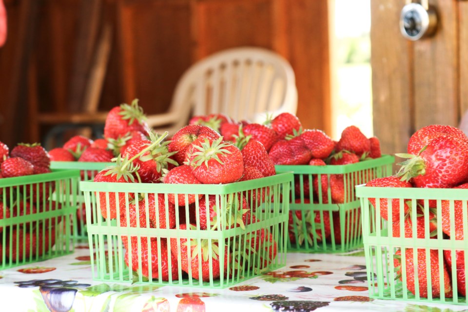 A row of quart baskets of strawberries at Marcy's Berries. Ariel Deutschmann/GuelphToday