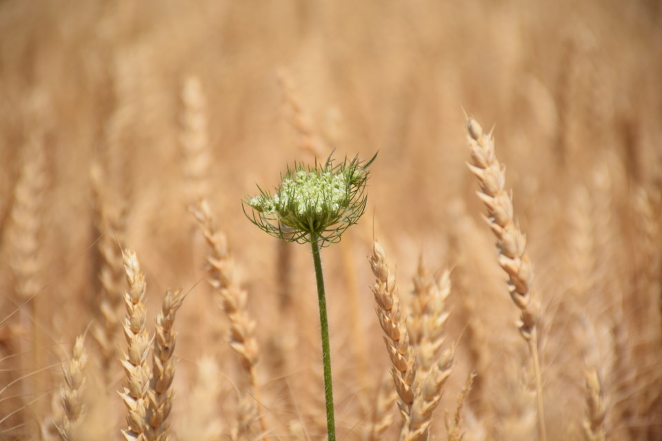 Weeds cut into yields on croplands, competing for nutrients and moisture. This Queen Anne's Lace in a wheat field on the outskirts of Guelph is not considered one of the worst in a recent U of G survey. (Rob O'Flanagan/GuelphToday)