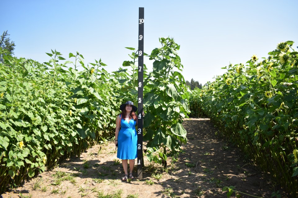 Eden Blanchard stands next to a 10-foot stake used to show a comparison of how tall some of the sunflowers might grow at the Sunflowers of Elora festival at the Fieldstone Barn.