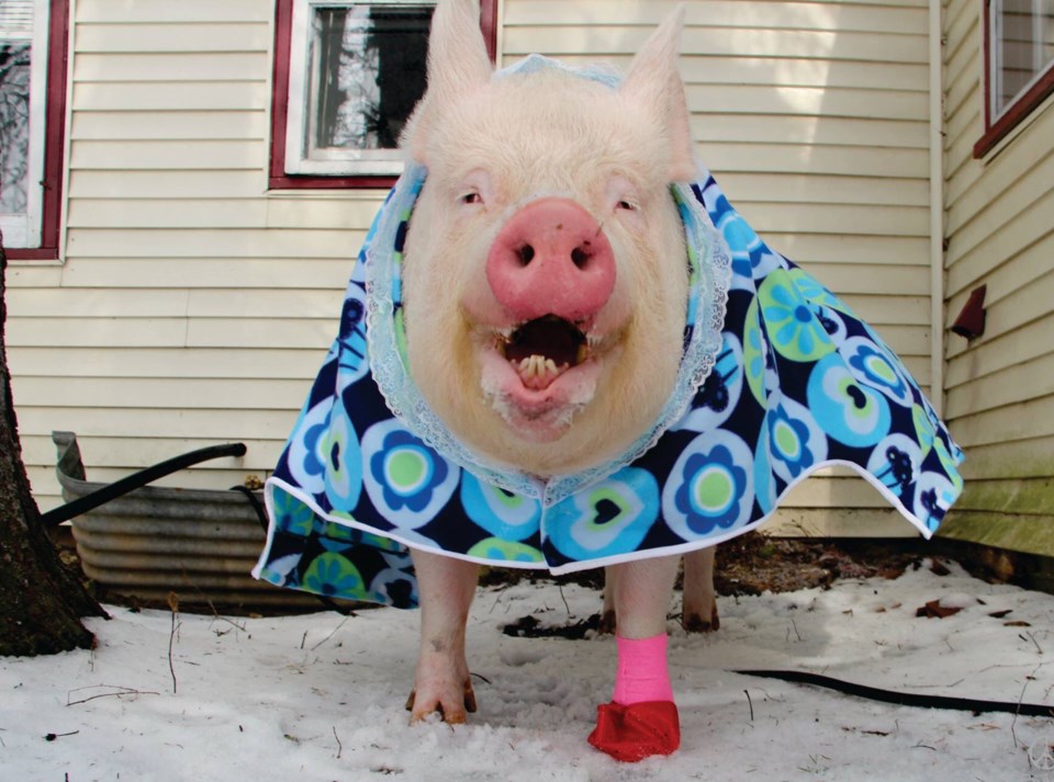 Esther the Wonder Pig is going Hollywood - Guelph News