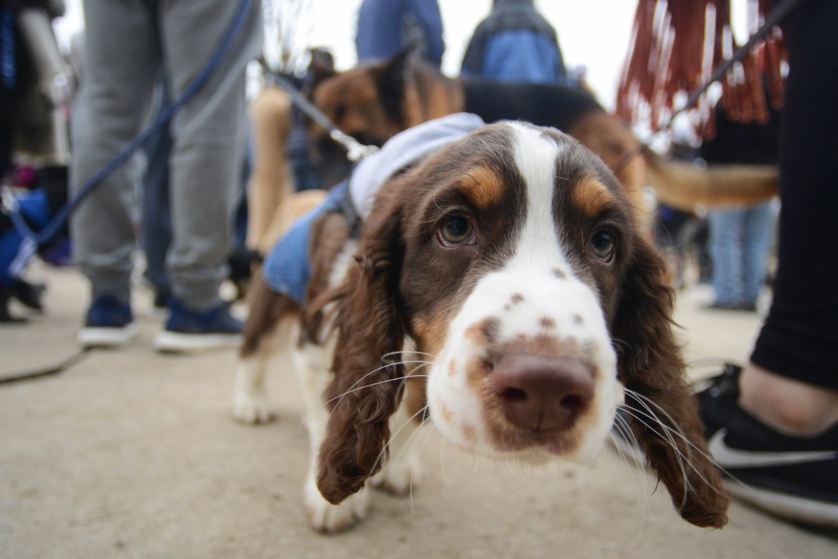 2019 OVC Dog Jog raises thousands for OVC Pet Trust (10 photos): Photo ...