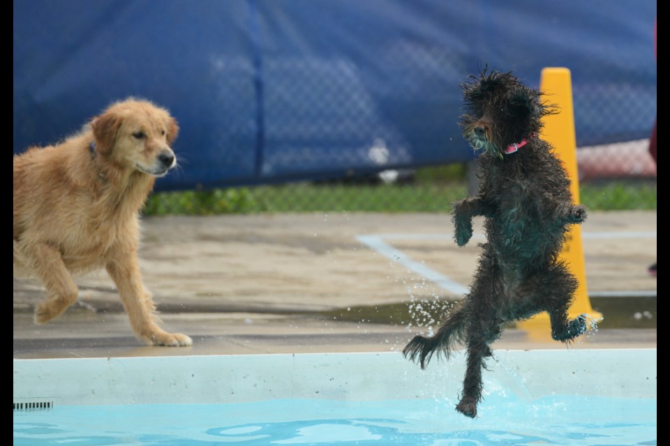 Lyon Park pool closed with what is becoming a beloved tradition Monday as 100 dogs over two sessions enjoyed a swim in the outdoor pool.