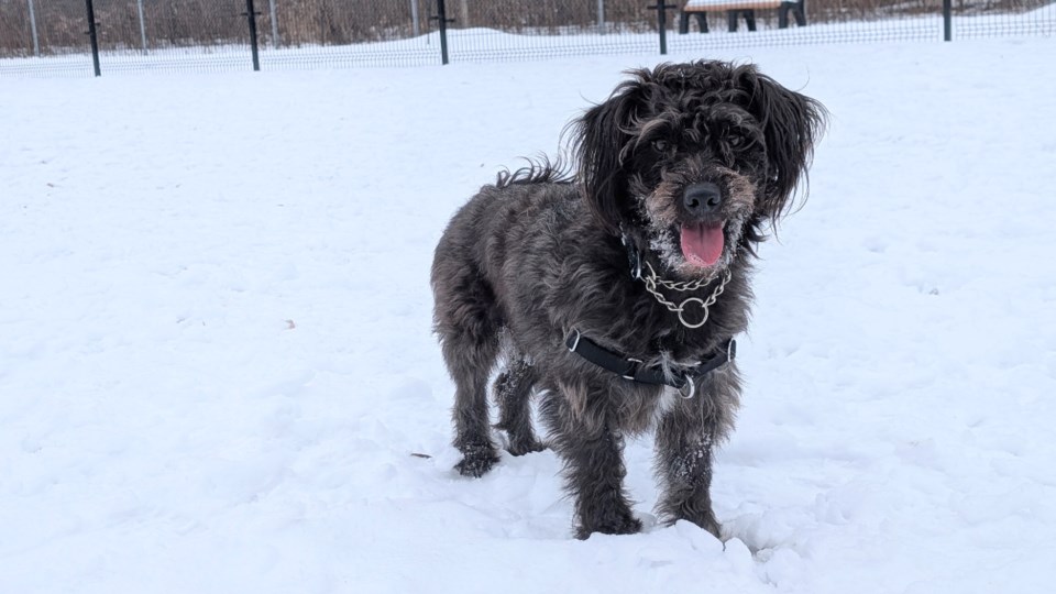 20250120-guelph-humane-society_samson_aarnold-1