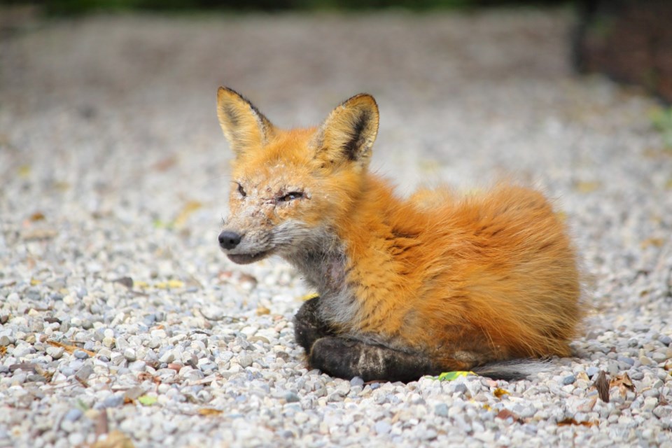 rockwood-fox-aug-29-2024