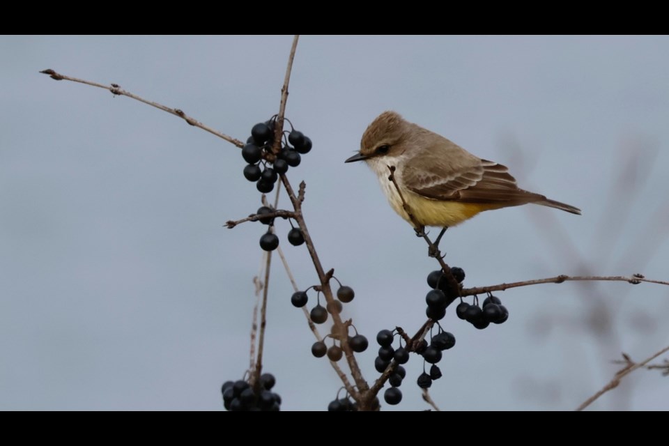 A vermilion flycatcher was spotted at Guelph Lake Conservation Area on Sunday. According to Cornell University's Lab of Ornithology, it is the first-ever recorded sighting of this bird species in Wellington County.