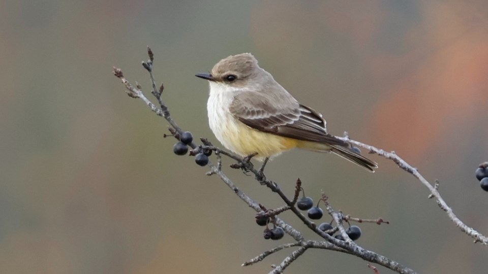 vermillionflycatcher2