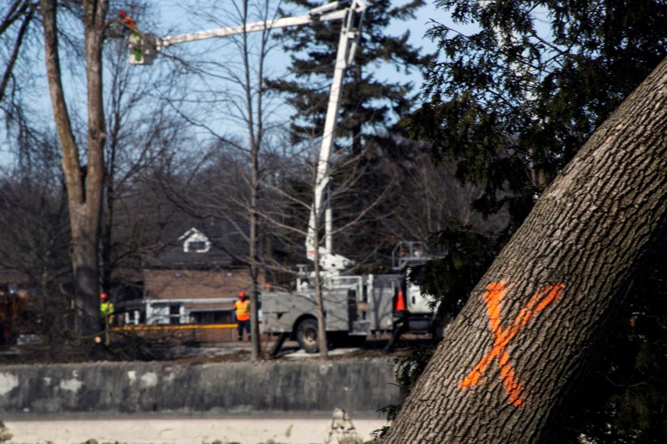 Trees scheduled for removal have been marked with an orange 'x.' Kenneth Armstrong/GuelphToday