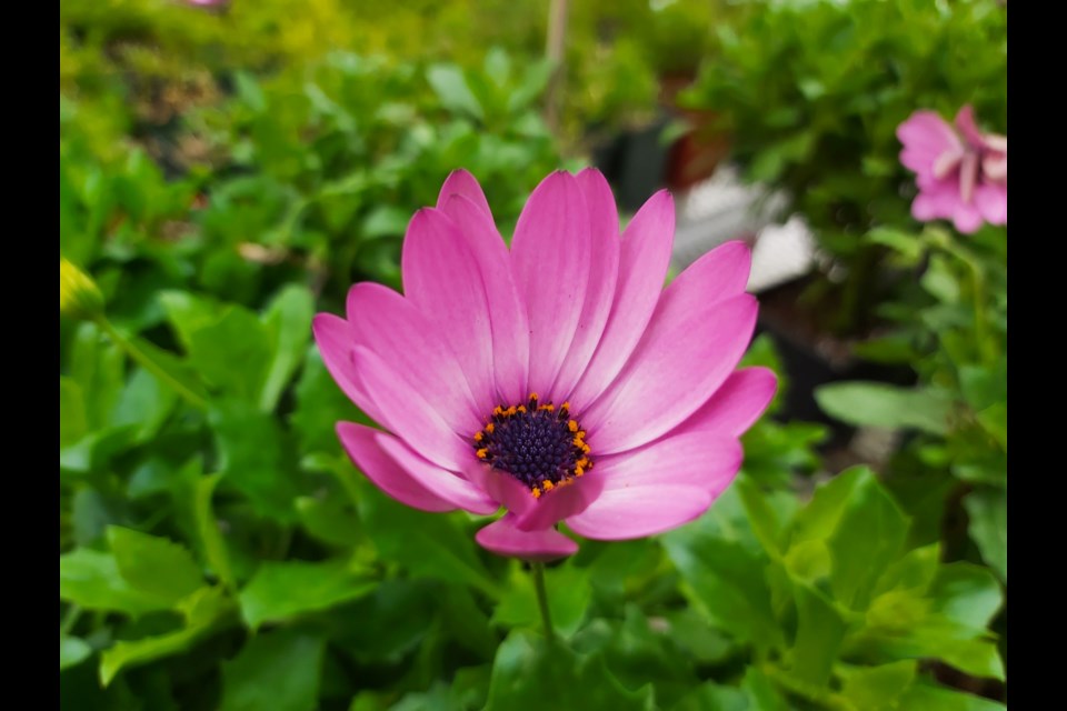 Despite the snow and cold outside, city staff are preparing for the upcoming arrival of spring. Several thousand plants are growing at the city's greenhouses inside the public works area at Riverside Park, with some beginning to bloom.

The plants will be used to beautify a number of sites throughout Guelph, including Blossom, the well-known living train that spends the outdoor growing season at the corner of Paisley and Edinburgh roads.