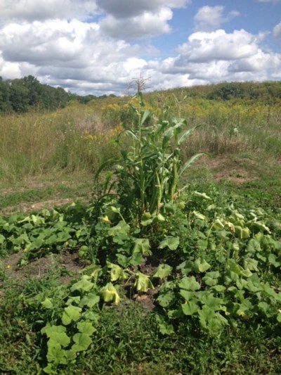 Mound garden in Ontario with corn and squash (photo courtesy Adrianna Lickers Xavier)