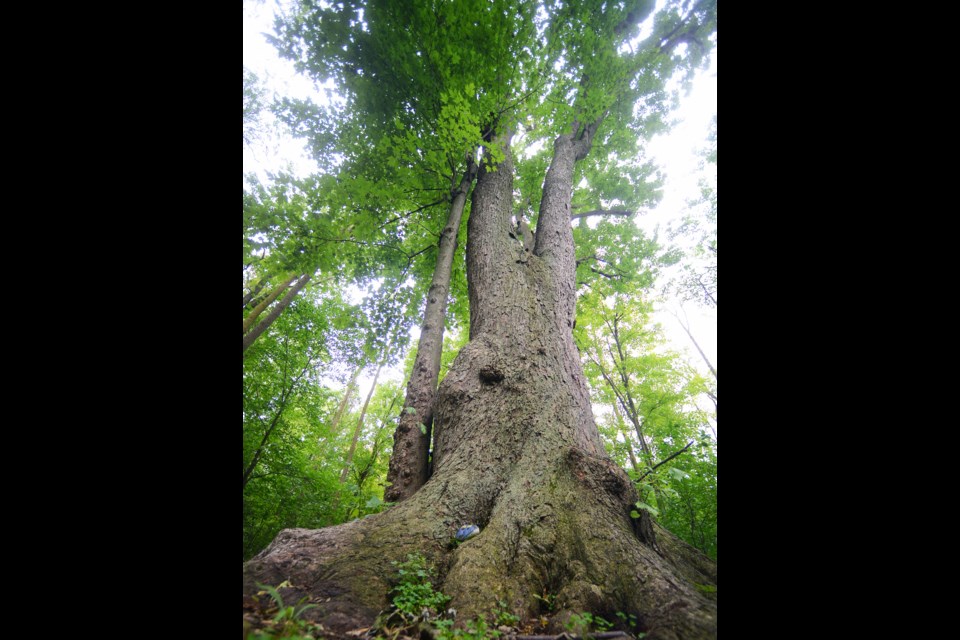 This silver maple on the path leading into Marksam Park was voted most beloved large tree in a contest run by Guelph Urban Forest Friends. Tony Saxon/GuelphToday