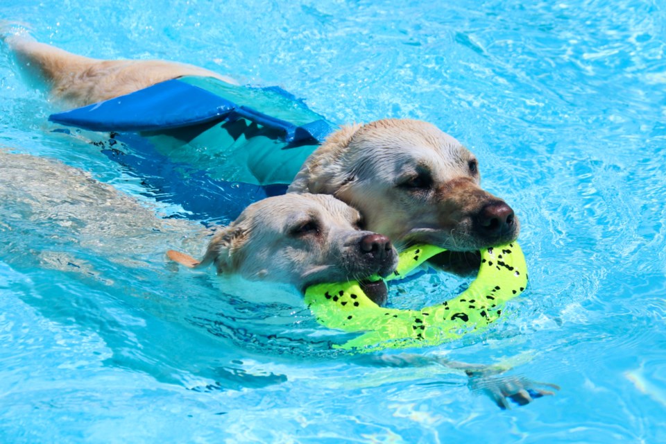 Hordes of hounds hit the pool Monday for the Lyon Park pool's annual doggie dip. 