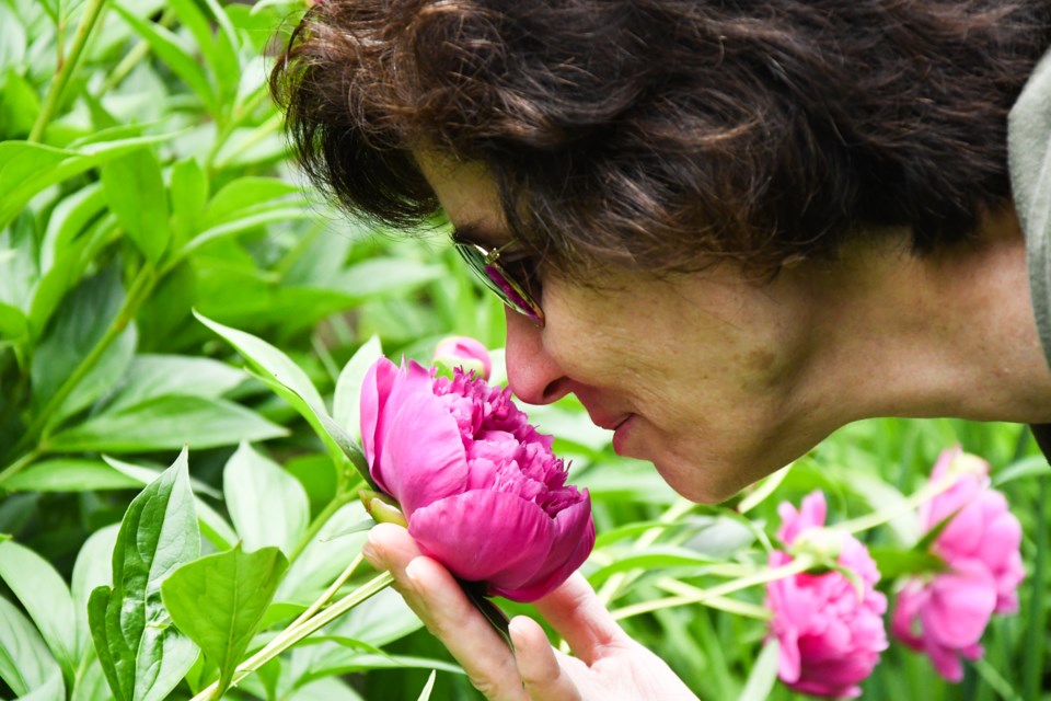 Elizabeth Brenner stops to smell a flower at 73 Hearn Ave. – one of nine stops on the 2024 Guelph Horticultural Society's annual garden tour