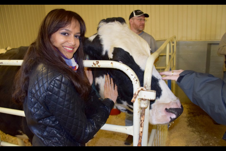 Samantha Rajack happened to be in Guelph on Saturday, and got to pet her first cow at College Royal. Rob O'Flanagan/GuelphToday