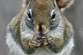 Happy squirrel