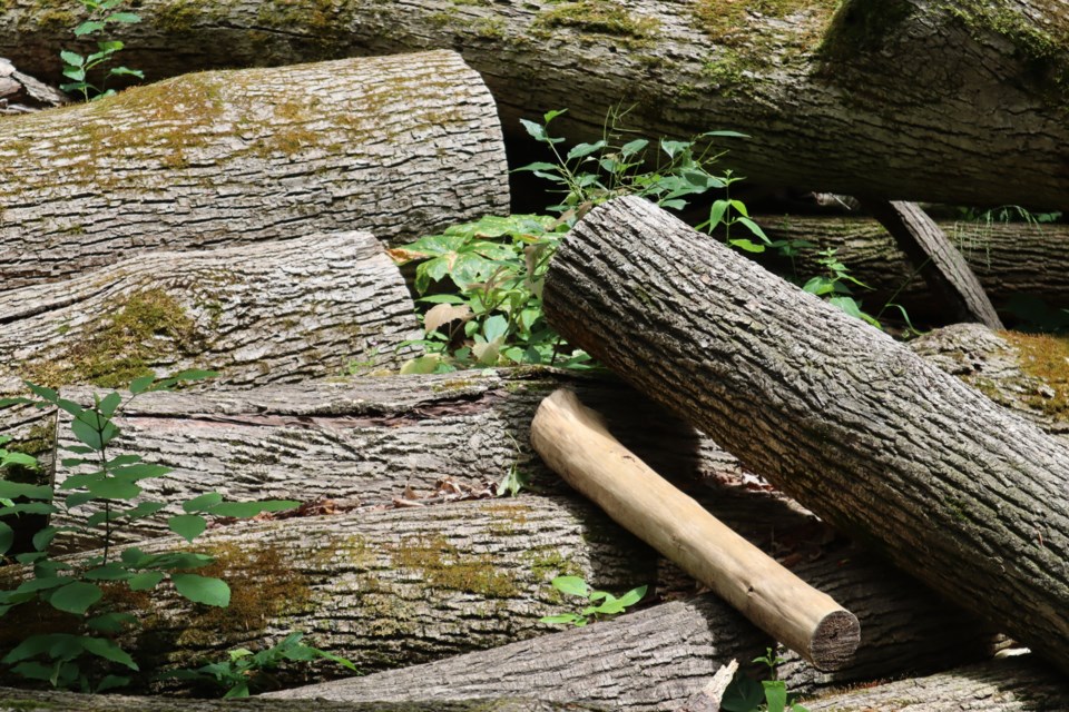 Neatly placed logs lay on the ground at Preservation Park.