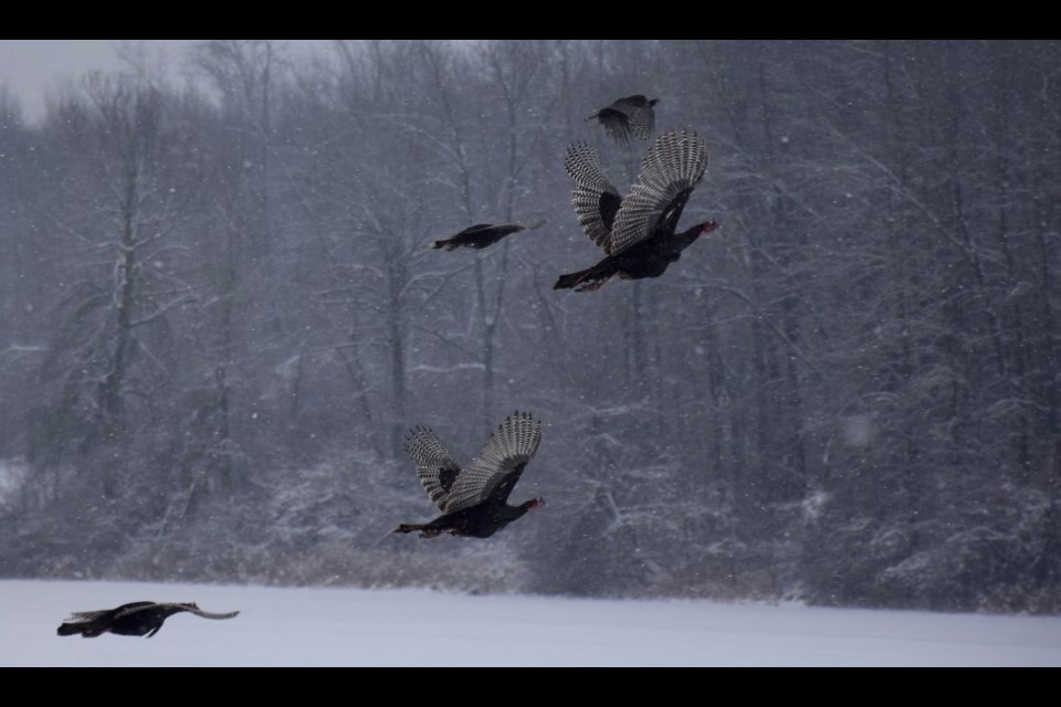 Turkeys take flight from a field west of the city. Rob O'Flanagan/GuelphToday