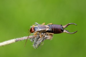 Noticing more earwigs than normal? You might be right
