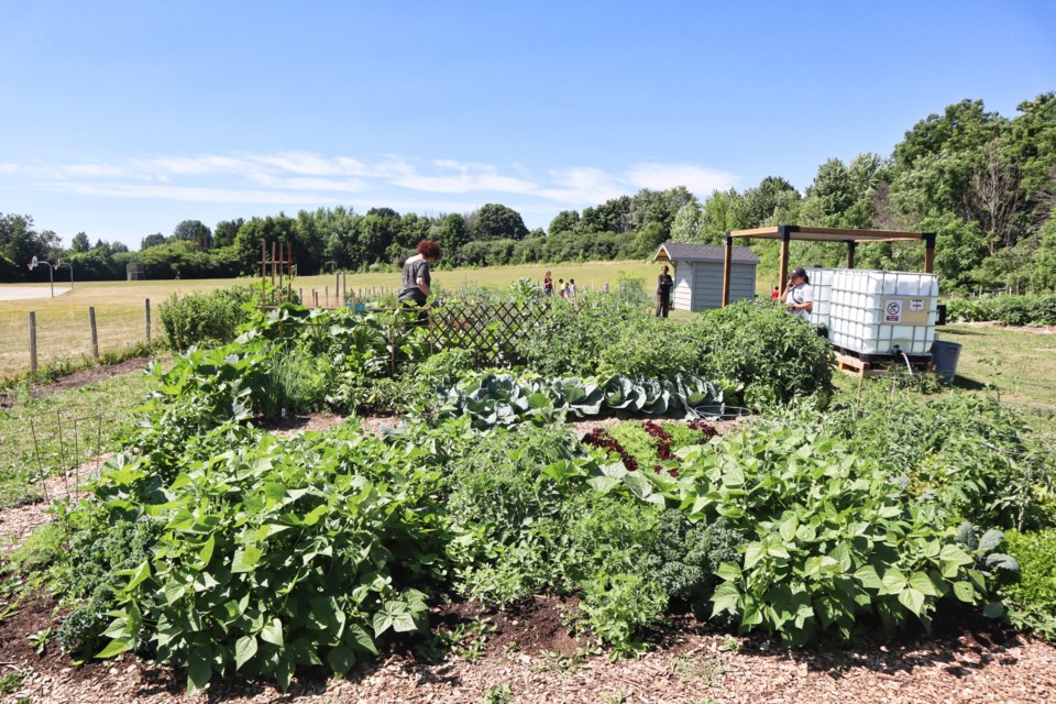 Inside, the gardens hold a variety of produce.