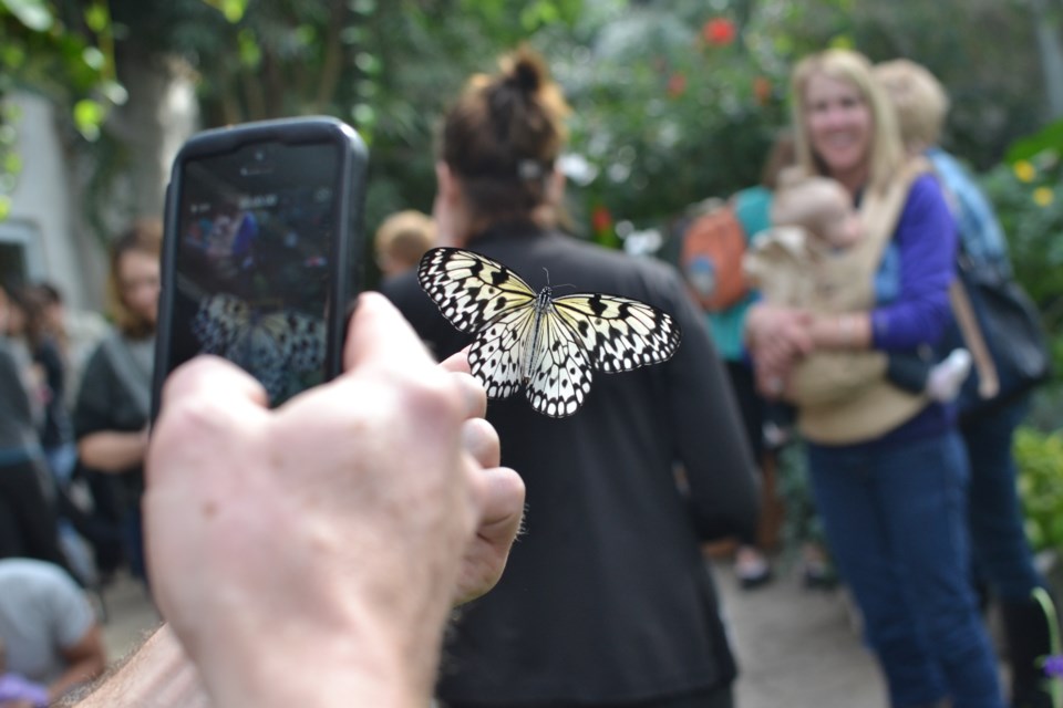 butterfly conservatory kitchener        
        <figure class=