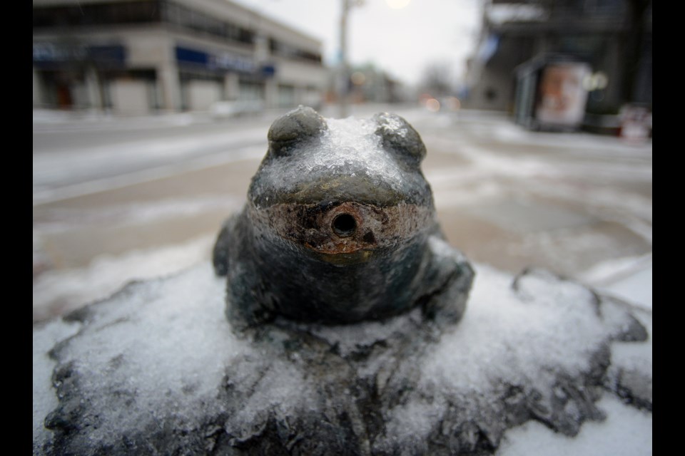 The drinking fountain frog in St. George's Square gets the worst of Thursday's ice storm. Tony Saxon/GuelphToday