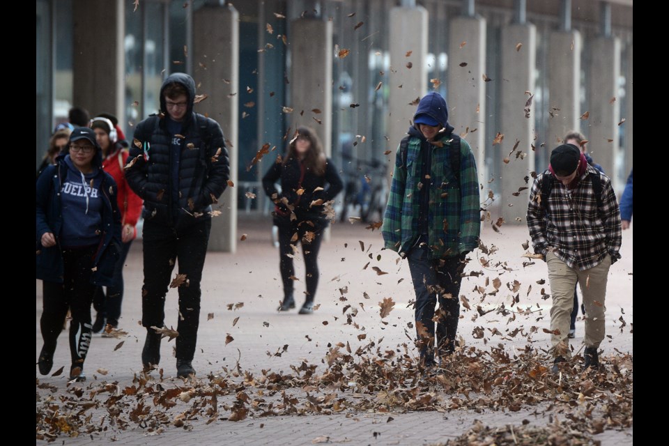 A blustery day on the University of Guelph campus. Tony Saxon/GuelphToday