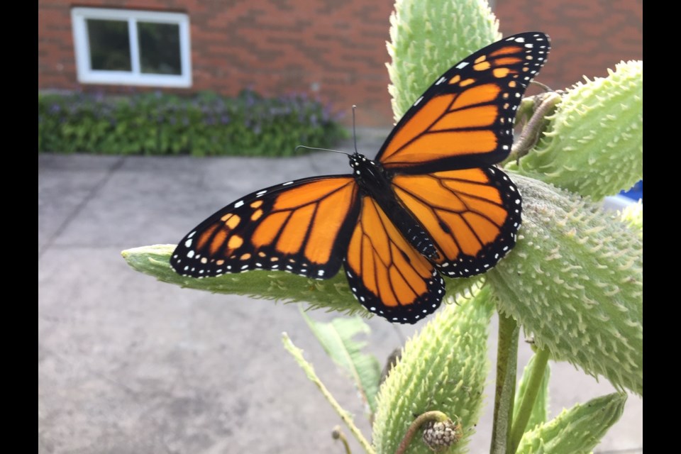 The first monarch butterfly Susan Johnson rescued in 2019.