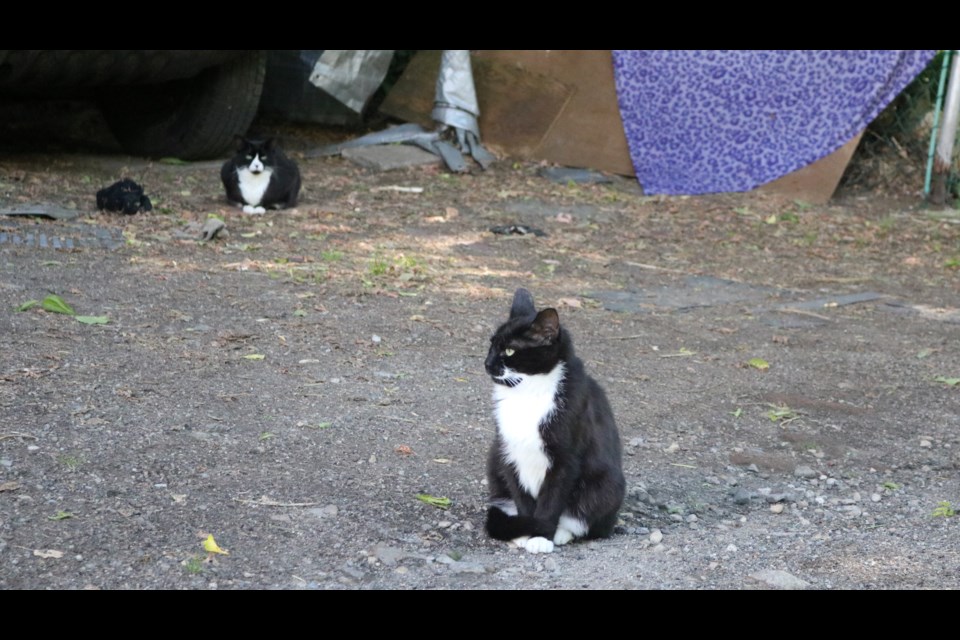 The stray cat colony in the Ward.