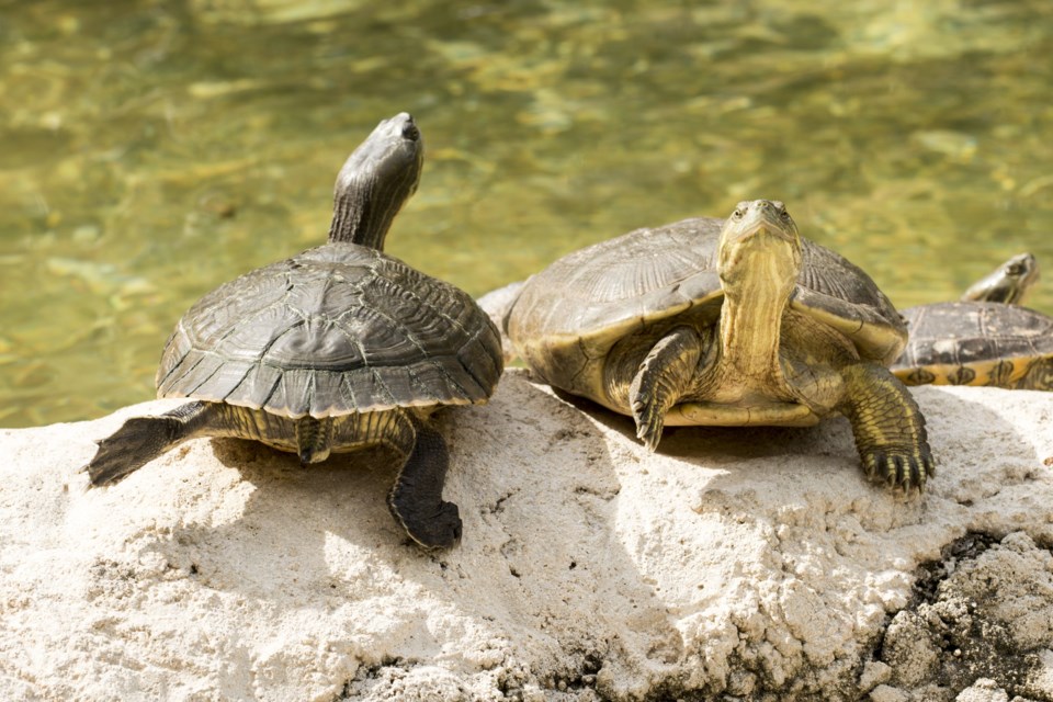 062118-turtle-AdobeStock_74717694