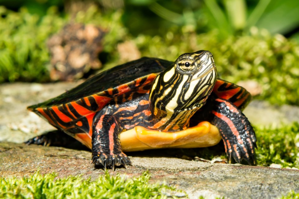 071420 - eastern painted turtle AdobeStock_169851634