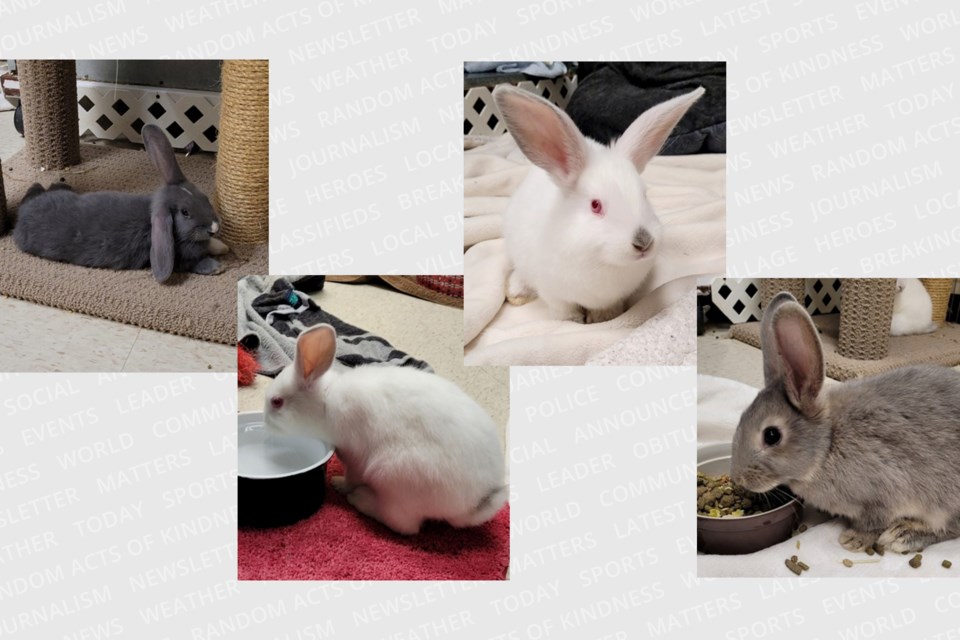 011523petoftheweekbunnies