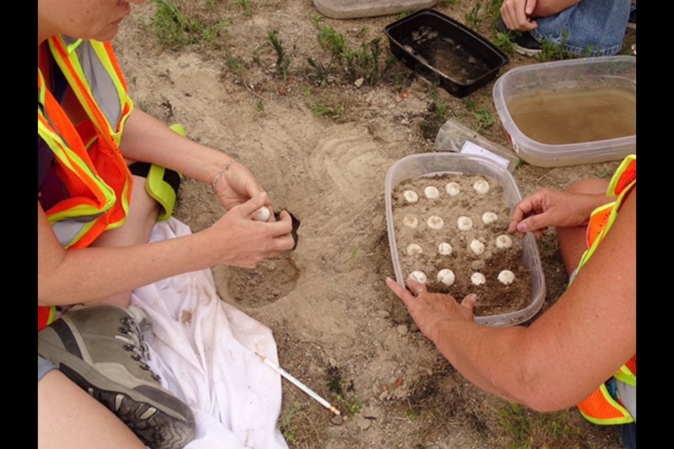 Turtle eggs are prepared for transport to incubators.