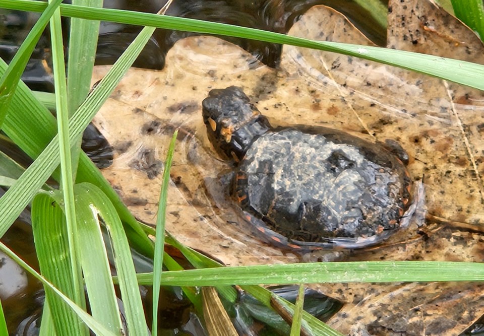 Halton Hills Turtle Guardians giving namesakes a fighting chance at ...