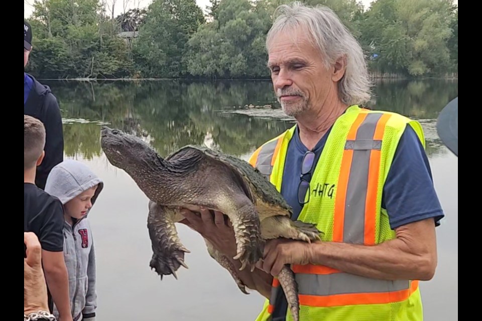 Peter Duncanson of Halton Hills Turtle Guardians holds Groot, a snapping turtle estimated to be 60 years old, shortly before releasing him back into Fairy Lake Thursday.