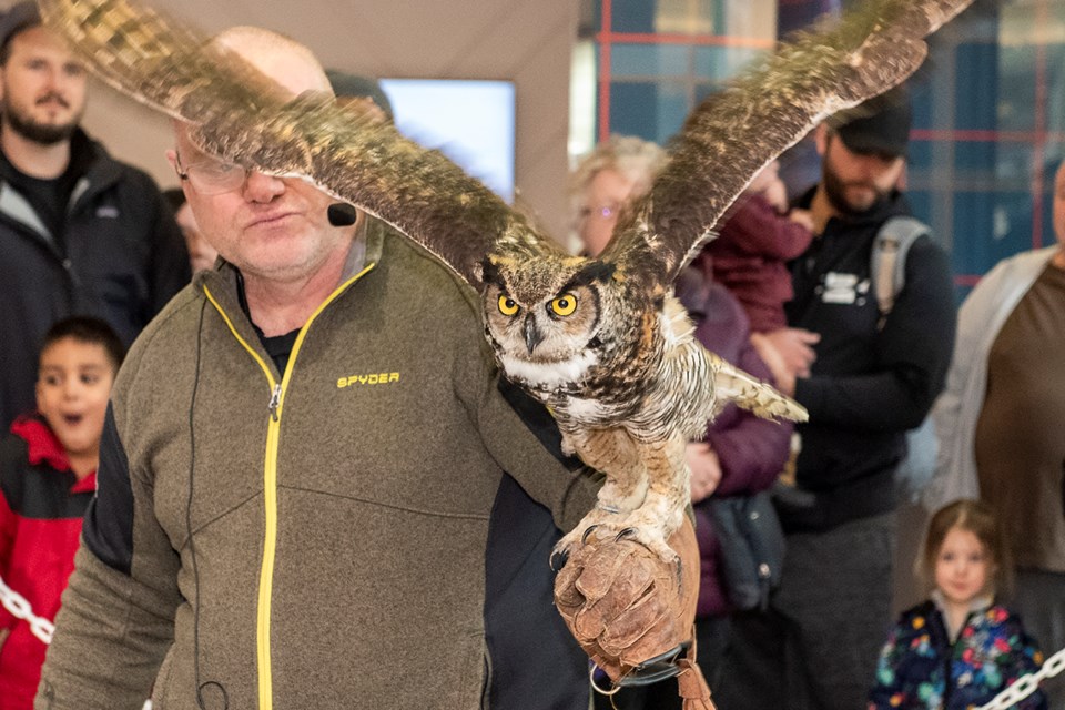 Birds of prey show draws a crowd at Georgetown Market Place: Photo