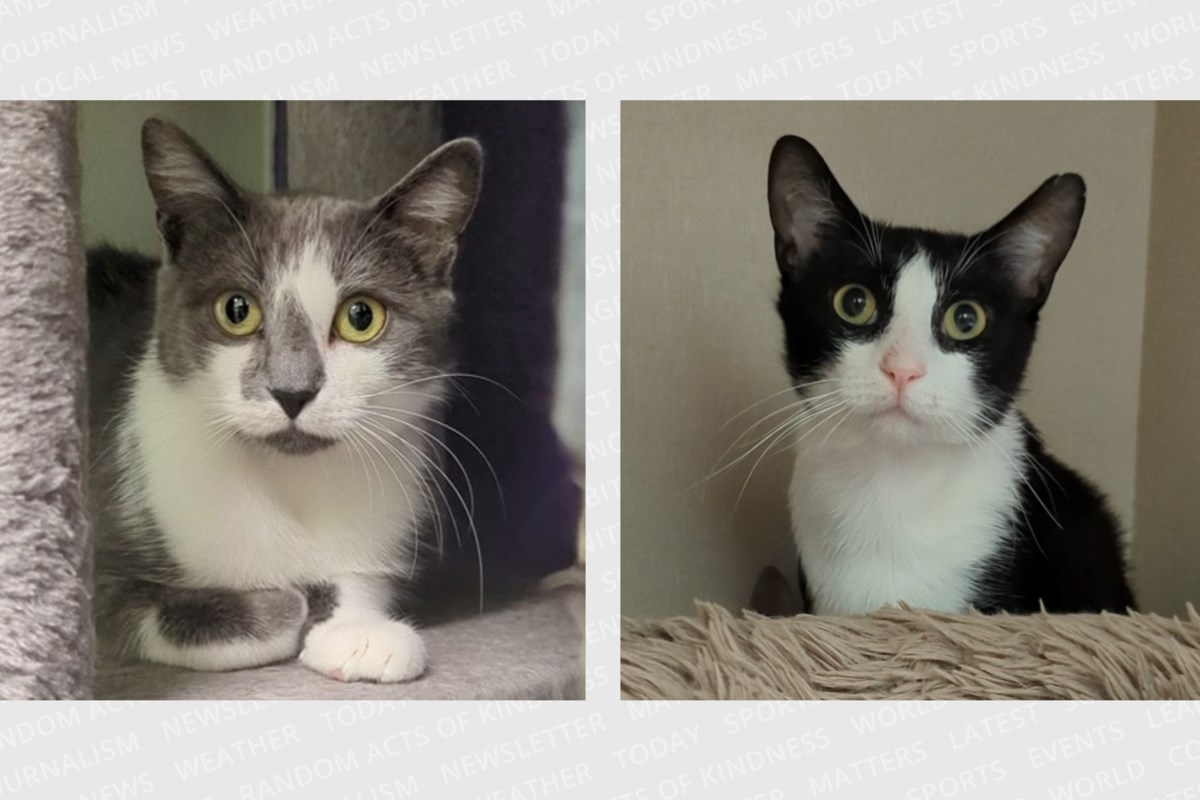 PET OF THE WEEK: Brooke and Gin looking for a forever home together