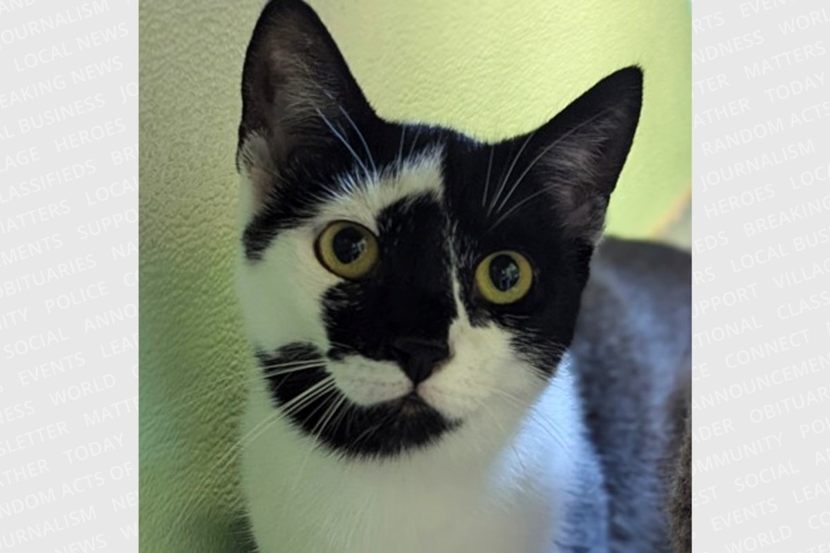 PET OF THE WEEK: Katniss is on the hunt for a patient and loving home